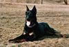 Beauceron Foto: Tyros de Lusan 8 Monate (ID 3214) Beauceron Hund