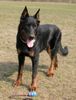 Beauceron Foto: Tyros de Lusan 8 Monate (ID 3212) Beauceron Hund