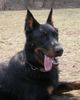 Beauceron Foto: Tyros de Lusan 8 Monate (ID 3211) Beauceron Hund