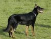 Beauceron Foto: tyros de lusan 10 Monate (ID 4140) Beauceron Hund