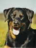 Beauceron Foto (ID 22912) Beauceron Hund