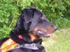 Beauceron Foto: Aias du Bois Tourbeux (ID 9837) Beauceron Hund
