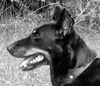 Beauceron Foto: Aiga Sentiment, 10 Jahre (ID 19851) Beauceron Hund