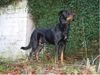 Beauceron Foto: 'Barrusch' Akim aus dem Düppel (ID 10927) Beauceron Hund