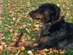 Beauceron Hund