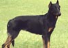 Beauceron Foto (ID 76) Beauceron Hund