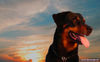 Beauceron Hund
