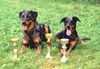Beauceron Foto: Wurfgeschwister (ID 3474) Beauceron Hund