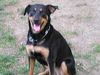 Beauceron Foto: Cindy (ID 7326) Beauceron Hund
