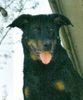 Beauceron Hund