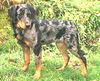 Beauceron Foto: Delos-Blue le Bijou noir de la Montagne (ID 3488) Beauceron Hund