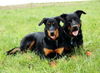 Beauceron Hund