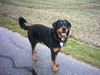 Beauceron Foto (ID 9222) Beauceron Hund