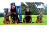 Beauceron Hund