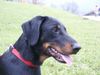 Beauceron Foto: Espoir le Bijou noir de la Montagne 10 monate alt (ID 16230) Beauceron Hund