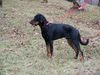 Beauceron Foto: Espoir le Bijou noir de la Montagne 10 monate alt (ID 16229) Beauceron Hund