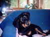 Beauceron Foto: eve le bijou noir de la montagne (ID 9985) Beauceron Hund