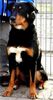 Beauceron Hund
