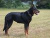 Beauceron Foto (ID 18239) Beauceron Hund