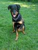 Beauceron Foto: Beauceron-Hündin Etoile mit 8 Monaten (ID 21948) Beauceron Hund