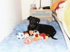 Beauceron Foto: Luna mit 3 Monate (ID 20786) Beauceron Hund