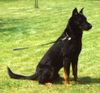 Beauceron Hund