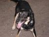 Beauceron Foto: Ich bin charly und Chamigon (ID 3508) Beauceron Hund