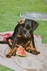 Beauceron Foto: Vasco des sources de Louksor (ID 18821) Beauceron Hund