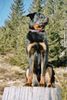 Beauceron Foto: Vasco des sources de Louksor (ID 18819) Beauceron Hund