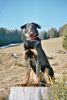 Beauceron Foto: Vasco des sources de Louksor (ID 18820) Beauceron Hund