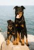 Beauceron Foto: Das ist (ID 3472) Beauceron Hund