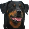 Beauceron Foto: Blick in die Ferne (ID 16831) Beauceron Hund