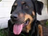 Beauceron Foto: Lissy 7 Jahre unter (ID 8277) Beauceron Hund