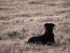 Beauceron Foto: Lissy 7 Jahre auf (ID 8276) Beauceron Hund