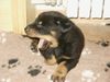 Beauceron Foto: Verun vom Kathrinenhof (ID 18324) Beauceron Hund