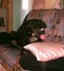 Beauceron Foto: mmmmmm lecker (ID 6303) Beauceron Hund