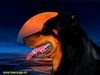 Beauceron Hund