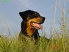 Beauceron Foto (ID 23175) Beauceron Hund