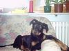 Beauceron Foto: estrelle le bijou noir de la montagne (ID 9990) Beauceron Hund