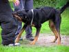 Beauceron Foto: Griffarbeiten (ID 16919) Beauceron Hund
