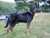 Beauceron Foto: arthy, geb.15-03-98 (ID 5062) Beauceron Hund