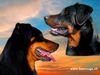 Beauceron Hund