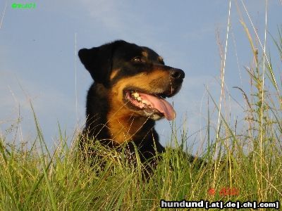 Beauceron Hunde Foto 23175 in höherer Auflösung ansehen Beauceron