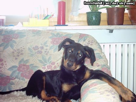 Beauceron Hunde Foto 9990 Beauceron estrelle le bijou noir de la montagne