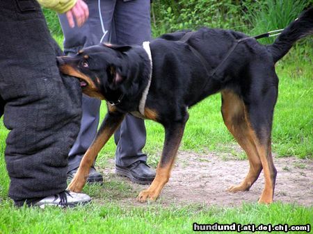 Beauceron Hunde Foto 16919 in höherer Auflösung ansehen Beauceron Griffarbeiten