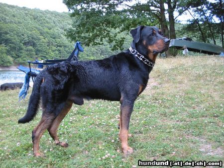 Beauceron Hunde Foto 5062 Beauceron arthy, geb.15-03-98