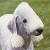 Bedlington-Terrier, Rothbury-Terrier