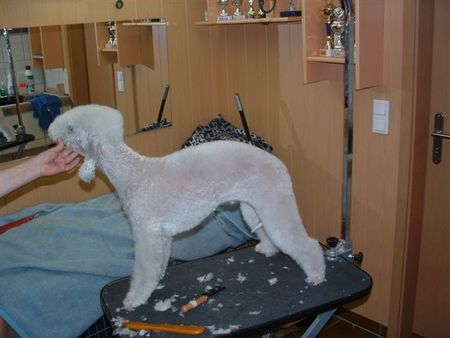 Bedlington-Terrier