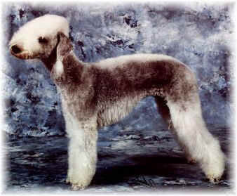 Bedlington-Terrier Girlie Georgina vom Orkelsfelsen ( Georgie)