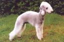 Bedlington-Terrier